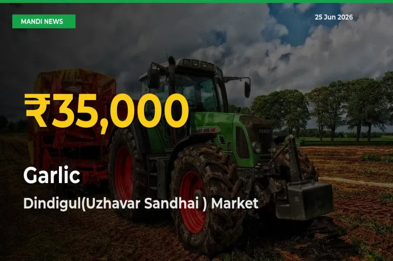 Garlic Hits Fresh High in Dindigul(Uzhavar Sandhai ) Today