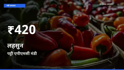 किसानों के लिए चिंता का विषय? लहसुन के दाम पट्टी एपीएमसी में 30 दिन के न्यूनतम स्तर पर