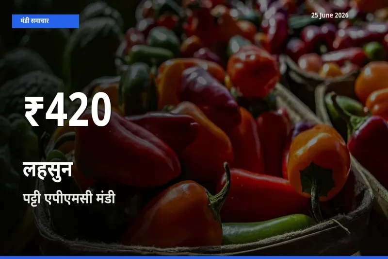 किसानों के लिए चिंता का विषय? लहसुन के दाम पट्टी एपीएमसी में 30 दिन के न्यूनतम स्तर पर