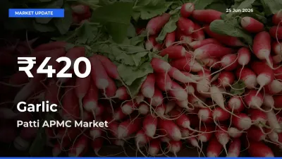 Garlic Falls to ₹420 in Patti APMC – 30-Day Lowest Rate