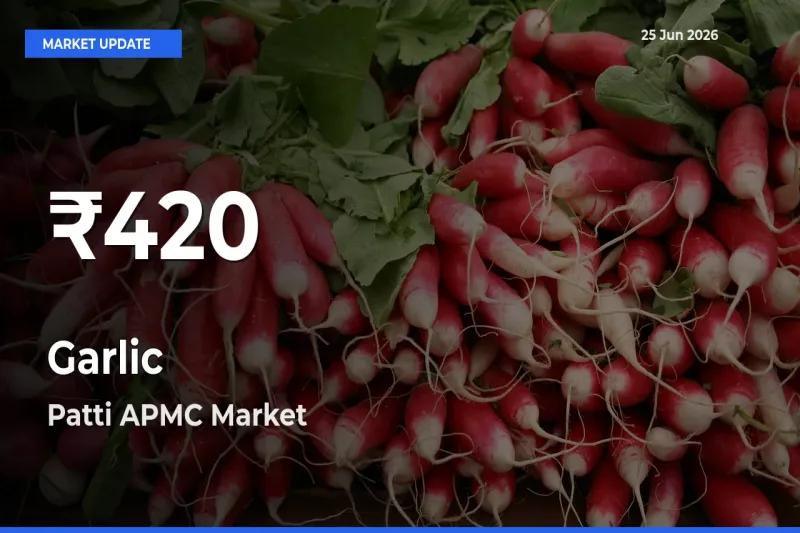 Garlic Falls to ₹420 in Patti APMC – 30-Day Lowest Rate