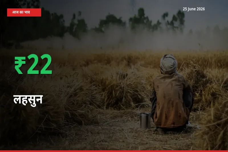 स्थानीय मंडी में लहसुन के दाम अचानक 22.42% उछले, किसान सतर्क