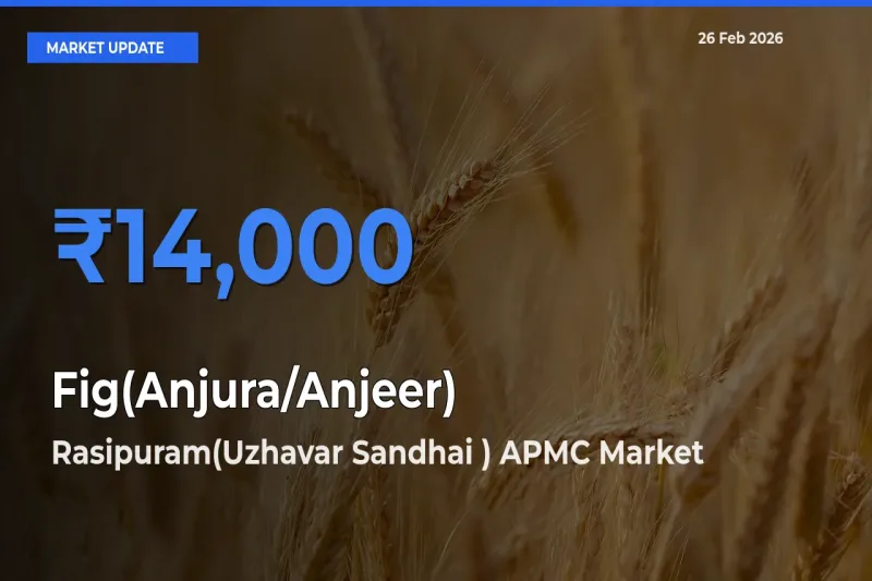 Rasipuram(Uzhavar Sandhai ) APMC Records Highest ₹14,000 Rate for Fig(Anjura/Anjeer)