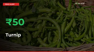 Turnip Rises 50.39% at Mandis