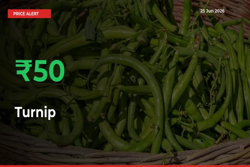 Turnip Rises 50.39% at Mandis