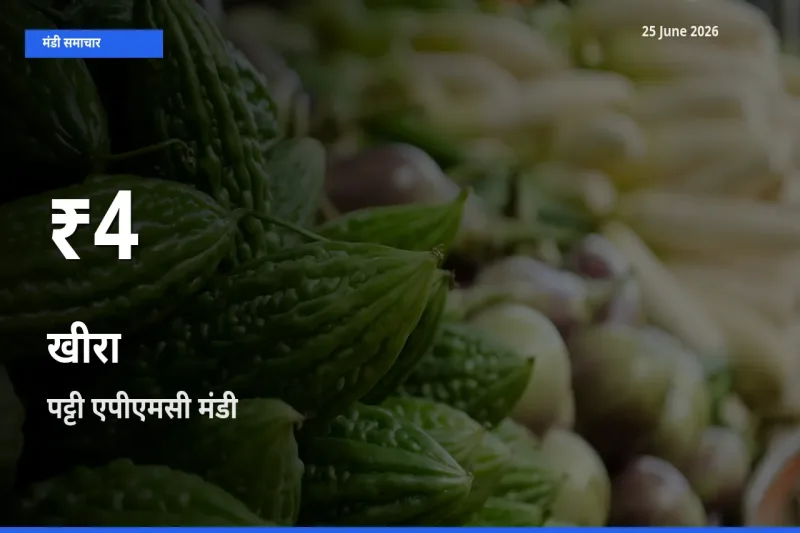 खीरा के दामों में गिरावट, पट्टी एपीएमसी में 30 दिन का न्यूनतम भाव