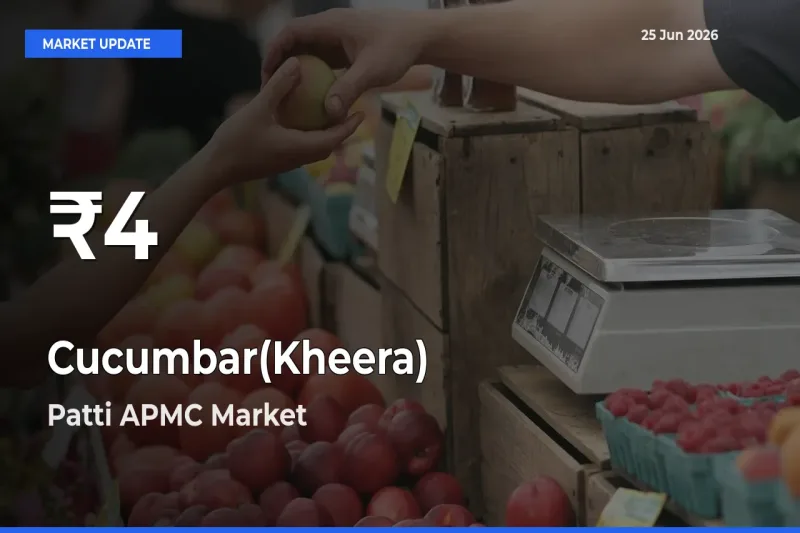 Cucumbar(Kheera) Mandi Rate Today: 30-Day Low Recorded in Patti APMC