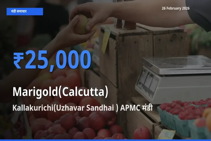 आज Marigold(Calcutta) के सबसे ऊँचे दाम ₹25,000 Kallakurichi(Uzhavar Sandhai ) APMC मंडी में