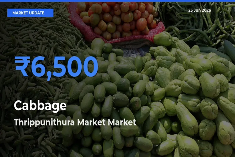 Cabbage Mandi Rate Today: Thrippunithura Market Tops the List