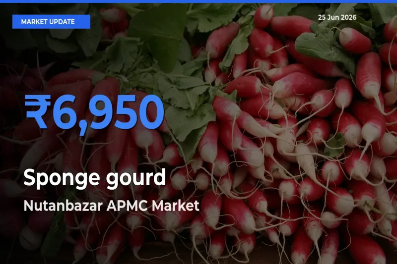 Nutanbazar APMC Tops Sponge gourd Mandi Rates Today