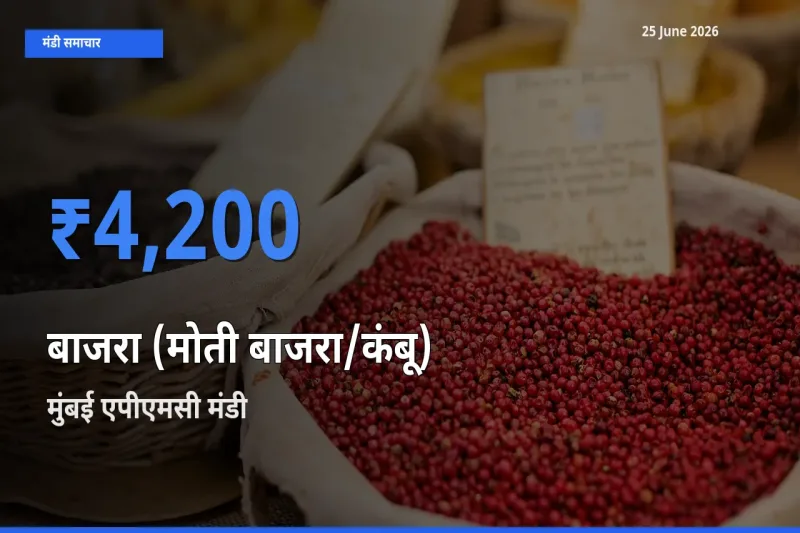 किसानों की पसंद बना मुंबई एपीएमसी, बाजरा (मोती बाजरा/कंबू) के सबसे अच्छे दाम