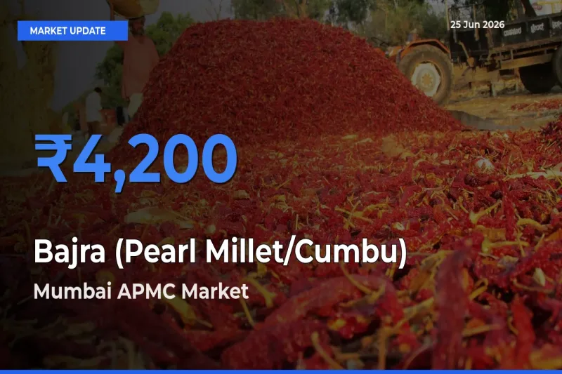 Market Watch: Mumbai APMC Becomes Top Mandi for Bajra (Pearl Millet/Cumbu)