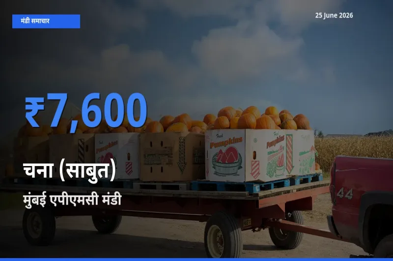 आज चना (साबुत) के सबसे ऊँचे दाम ₹7,600 मुंबई एपीएमसी मंडी में
