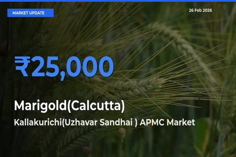 Kallakurichi(Uzhavar Sandhai ) APMC Leads as Top Mandi for Marigold(Calcutta) Prices