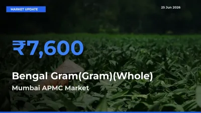 Mumbai APMC Records Highest ₹7,600 Rate for Bengal Gram(Gram)(Whole)