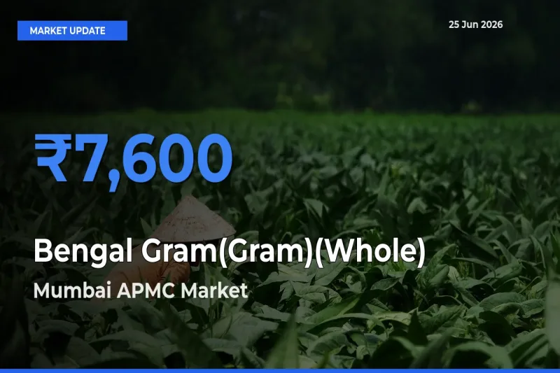 Mumbai APMC Records Highest ₹7,600 Rate for Bengal Gram(Gram)(Whole)