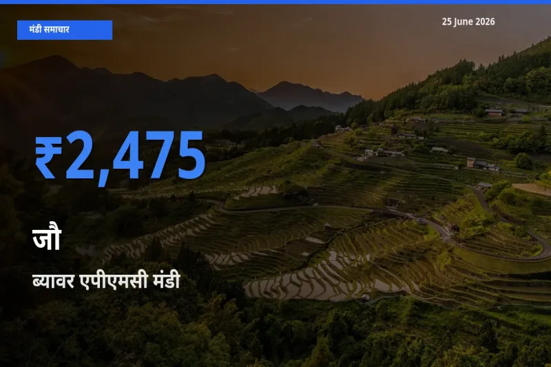 आज जौ के सबसे ऊँचे दाम ₹2,475 ब्यावर एपीएमसी मंडी में