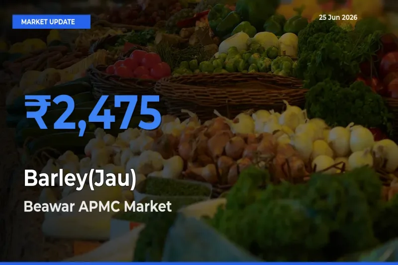 Beawar APMC Offers ₹2,475 – Highest Barley(Jau) Rate Today