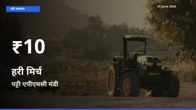 25 June अपडेट: हरी मिर्च के दाम 30 दिन के न्यूनतम स्तर पर, पट्टी एपीएमसी
