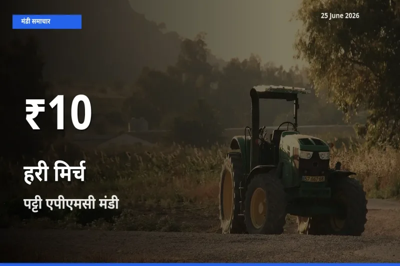 25 June अपडेट: हरी मिर्च के दाम 30 दिन के न्यूनतम स्तर पर, पट्टी एपीएमसी