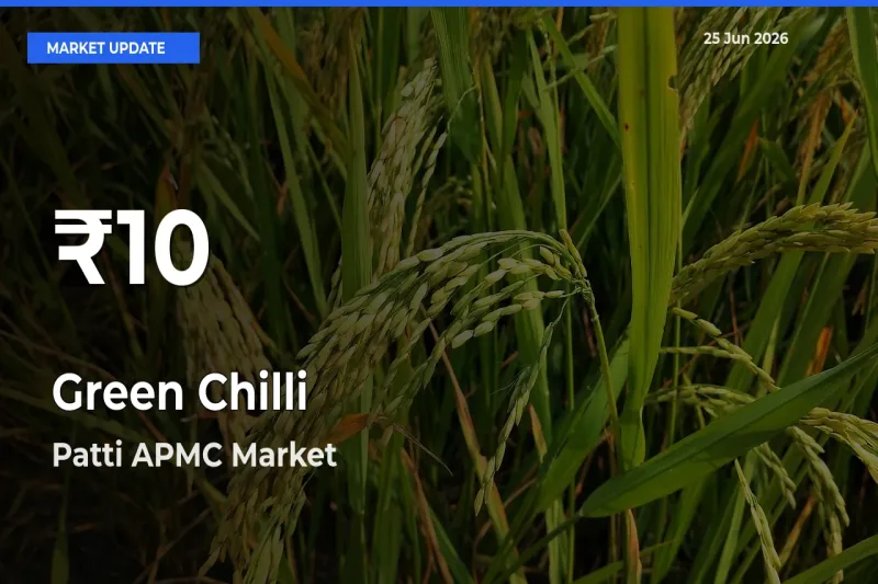 Sharp Fall! Green Chilli Prices Drop to 30-Day Low in Patti APMC