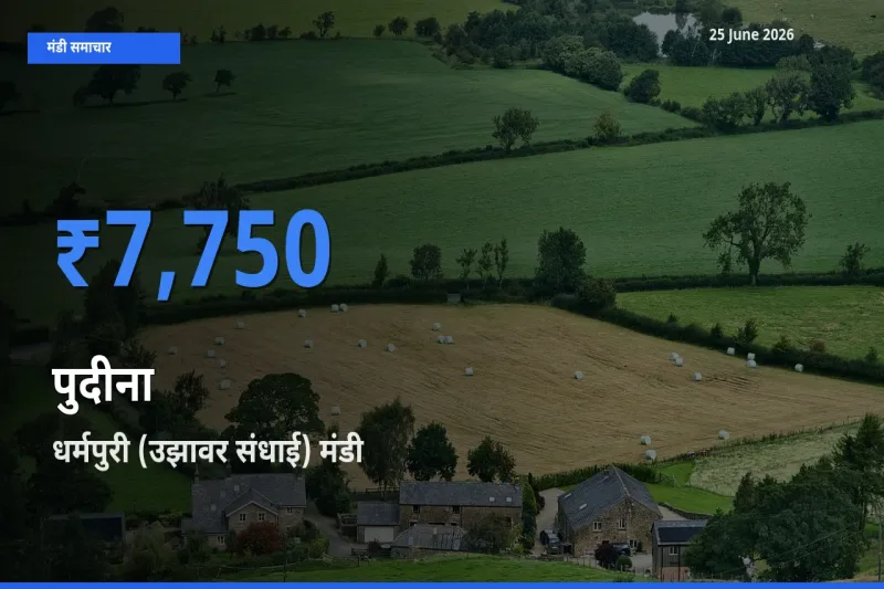 किसानों की पसंद बना धर्मपुरी (उझावर संधाई), पुदीना के सबसे अच्छे दाम