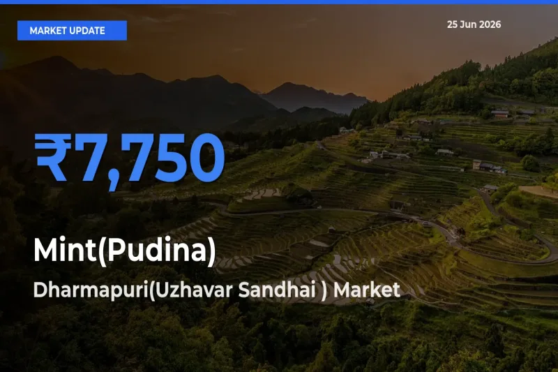 Dharmapuri(Uzhavar Sandhai ) Tops Mint(Pudina) Rates – June 25 Market Update