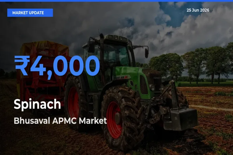 Bhusaval APMC Records Highest ₹4,000 Rate for Spinach
