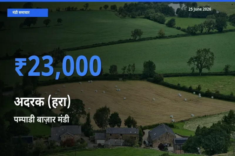 पम्पाडी बाज़ार में अदरक (हरा) का आज सबसे ऊँचा भाव