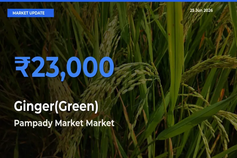 Pampady Market Offers ₹23,000 – Highest Ginger(Green) Rate Today
