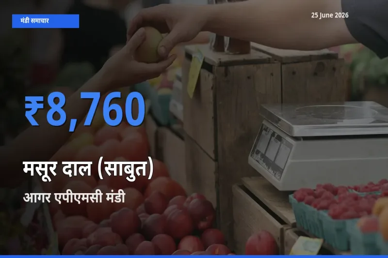 बाज़ार संकेत: आगर एपीएमसी बना मसूर दाल (साबुत) के लिए आज की टॉप मंडी
