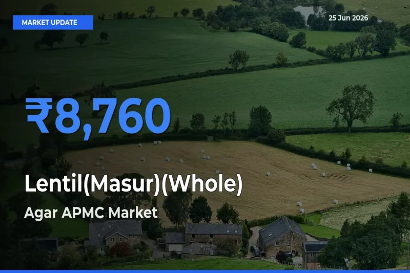 Market Watch: Agar APMC Becomes Top Mandi for Lentil(Masur)(Whole)