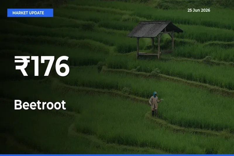 Beetroot Prices Trend Across 176+ Mandis – Market Direction Turns Clear
