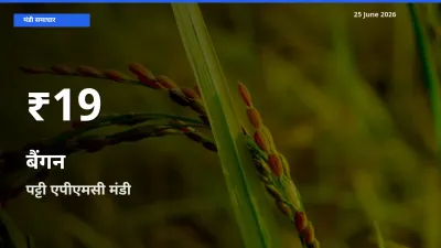 25 June अपडेट: बैंगन के दाम 30 दिन के न्यूनतम स्तर पर, पट्टी एपीएमसी