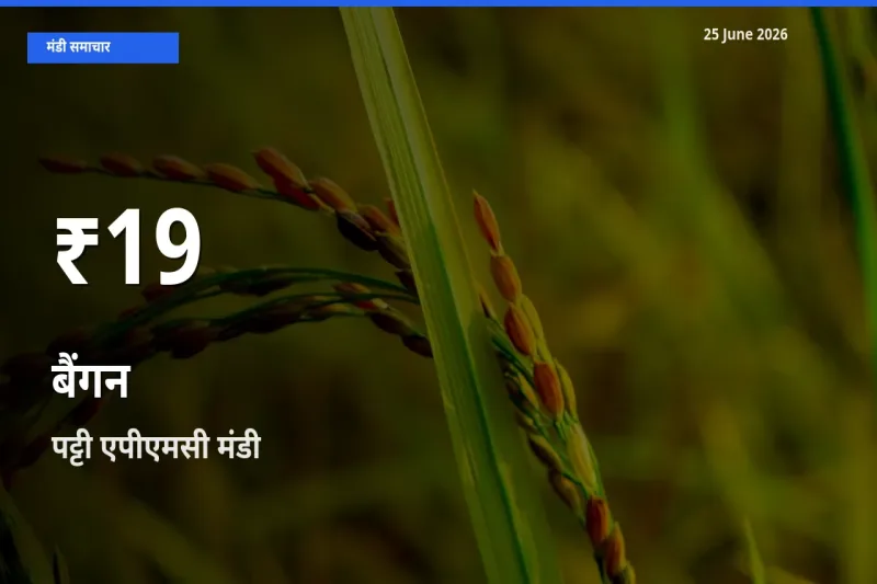 25 June अपडेट: बैंगन के दाम 30 दिन के न्यूनतम स्तर पर, पट्टी एपीएमसी