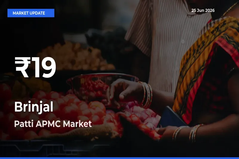 Brinjal Falls to ₹19 in Patti APMC – 30-Day Lowest Rate