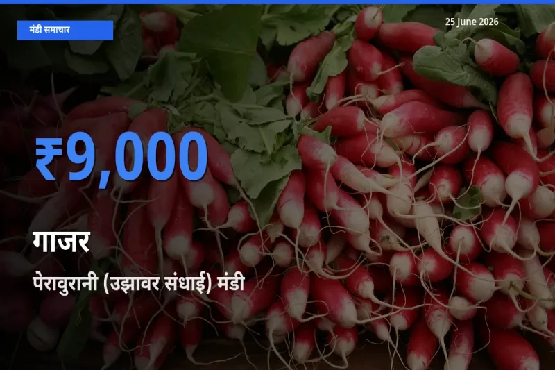 आज गाजर के सबसे ज़्यादा दाम पेरावुरानी (उझावर संधाई) मंडी में दर्ज