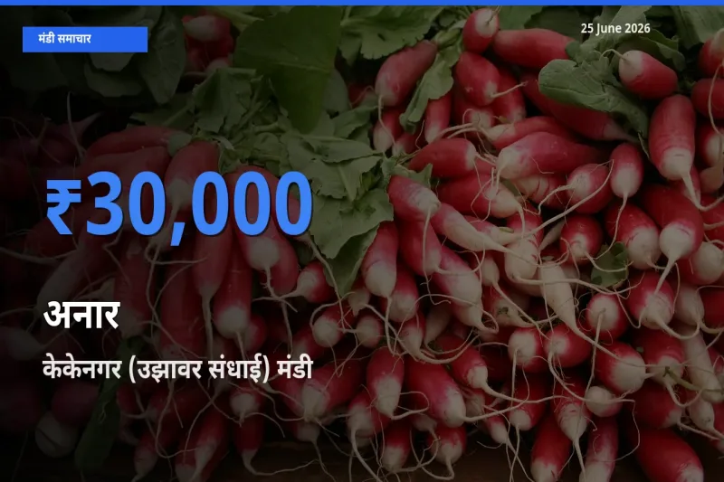 केकेनगर (उझावर संधाई) में अनार का आज सबसे ऊँचा भाव