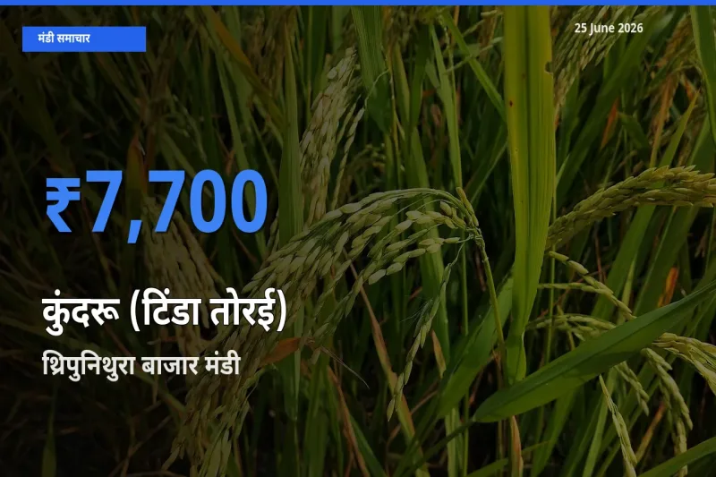 टॉप मंडी बना थ्रिपुनिथुरा बाजार! कुंदरू (टिंडा तोरई) के सबसे ऊँचे दाम यहीं दर्ज