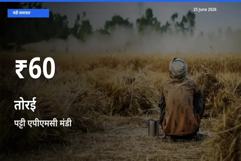 तोरई के दाम 30 दिनों के सबसे निचले स्तर पर, पट्टी एपीएमसी
