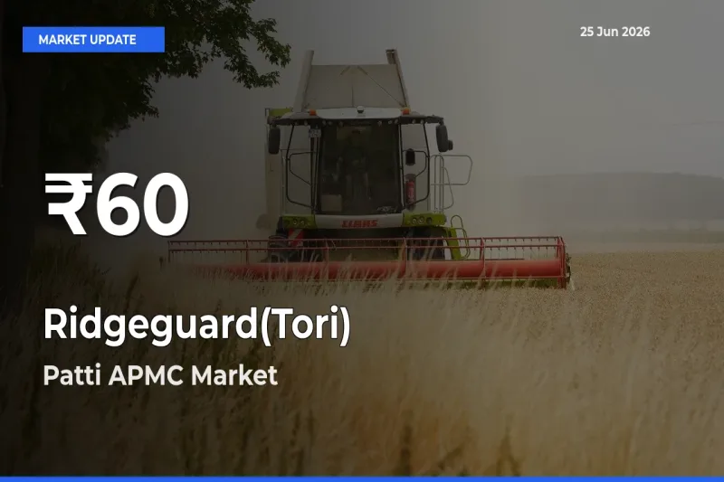 Why Ridgeguard(Tori) Prices Slumped in Patti APMC – 30-Day Low Today