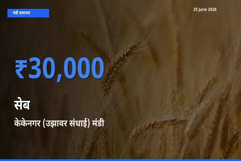 टॉप मंडी बना केकेनगर (उझावर संधाई)! सेब के सबसे ऊँचे दाम यहीं दर्ज