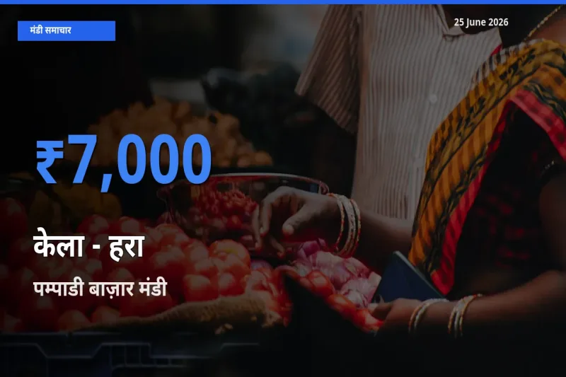 पम्पाडी बाज़ार मंडी में आज केला - हरा के सबसे ऊँचे दाम दर्ज