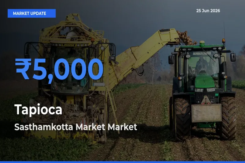 Sasthamkotta Market Leads as Top Mandi for Tapioca Prices