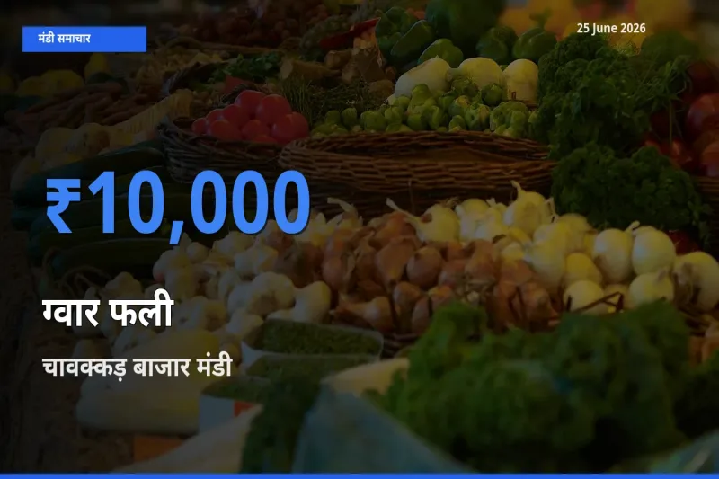 टॉप मंडी बना चावक्कड़ बाजार! ग्वार फली के सबसे ऊँचे दाम यहीं दर्ज