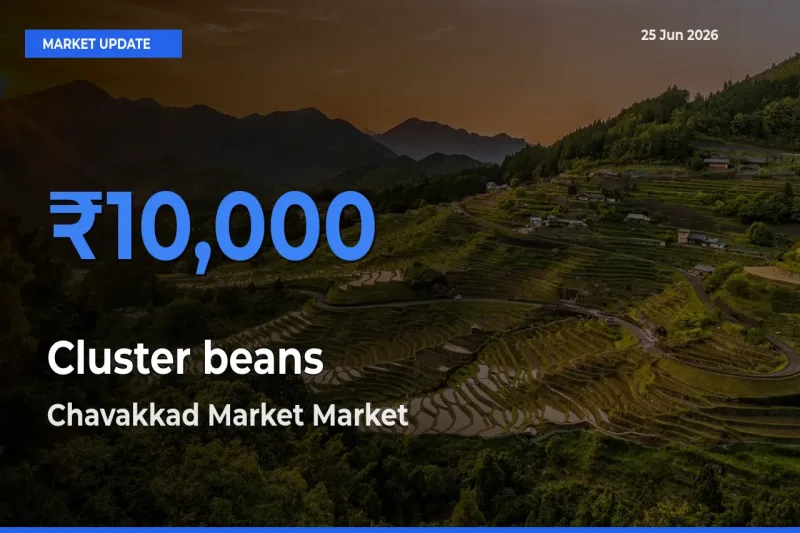 Chavakkad Market Leads as Top Mandi for Cluster beans Prices