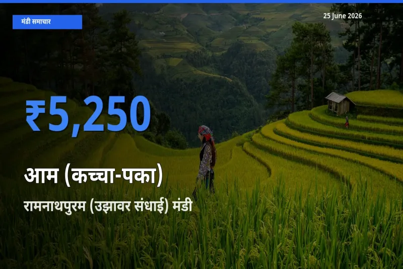 किसानों की पसंद बना रामनाथपुरम (उझावर संधाई), आम (कच्चा-पका) के सबसे अच्छे दाम
