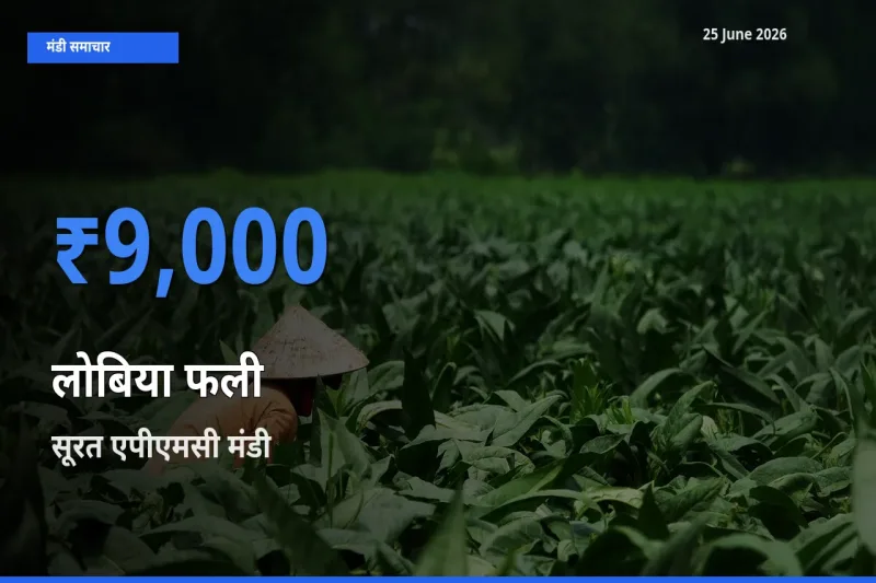 किसानों की पसंद बना सूरत एपीएमसी, लोबिया फली के सबसे अच्छे दाम
