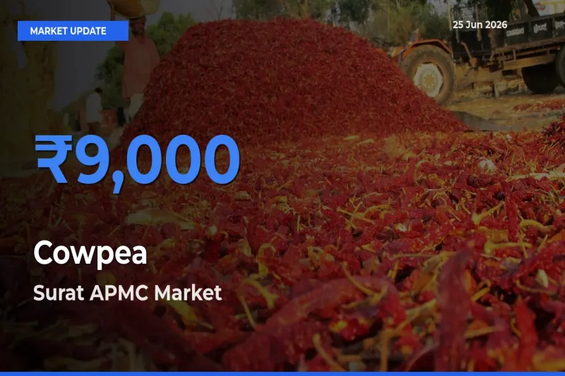 Cowpea Mandi Rate Today: Surat APMC Tops the List