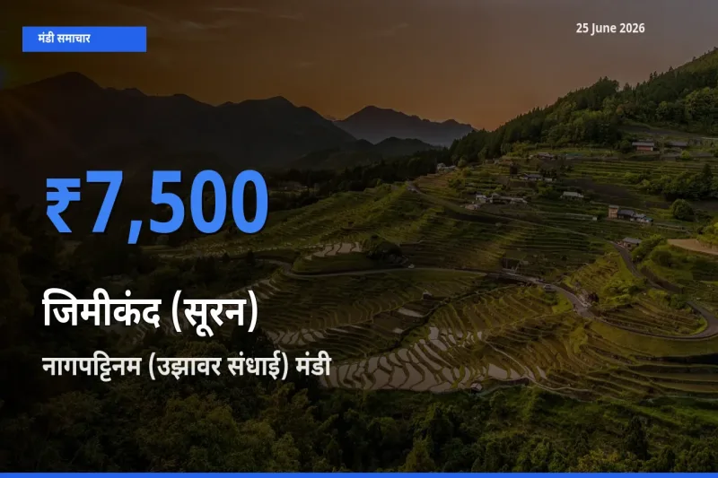 नागपट्टिनम (उझावर संधाई) मंडी में जिमीकंद (सूरन) ₹7,500 पर पहुँचा – आज का सर्वोच्च भाव